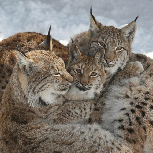 Luchse mit Jungem im Innsbrucker Alpenzoo