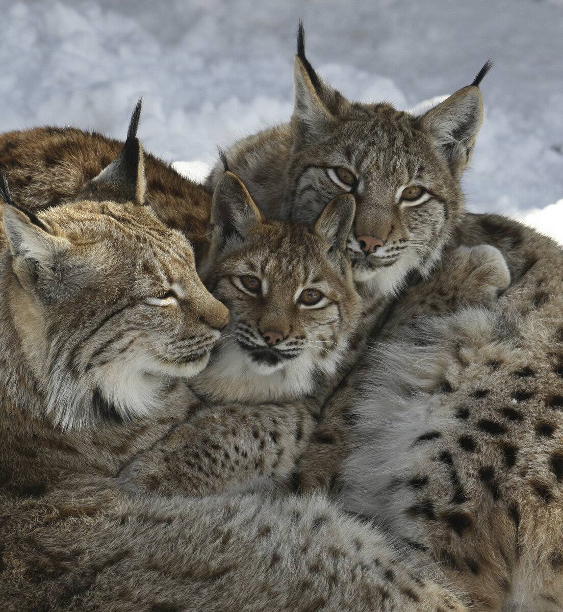 Drei Luchse kuscheln aneinander im Alpenzoo.