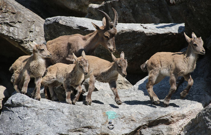 Steinboecke Alpenzoo Innsbruck