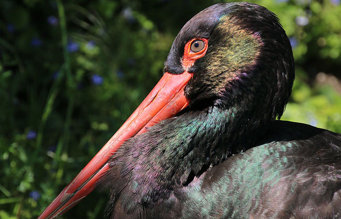 Schwarzstorch Alpenzoo Innsbruck