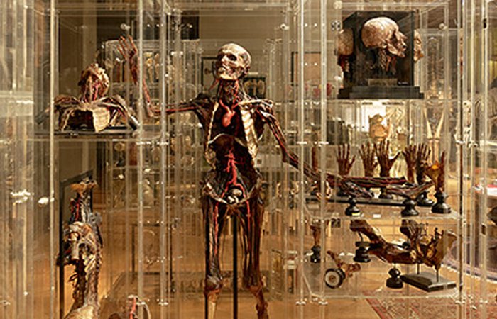 Anatomisches Museum Innsbruck 